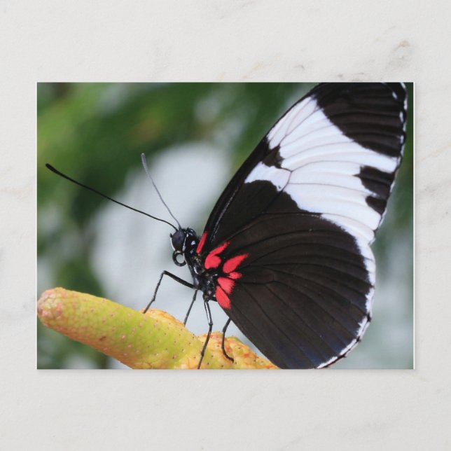Postcard/Doris Langschwingenschmetterling Postkarte (Vorderseite)