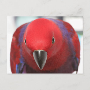 Postcard Eclectus Papagei Postkarte