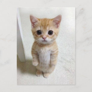 Postcard El Gato Cat Meme Postkarte