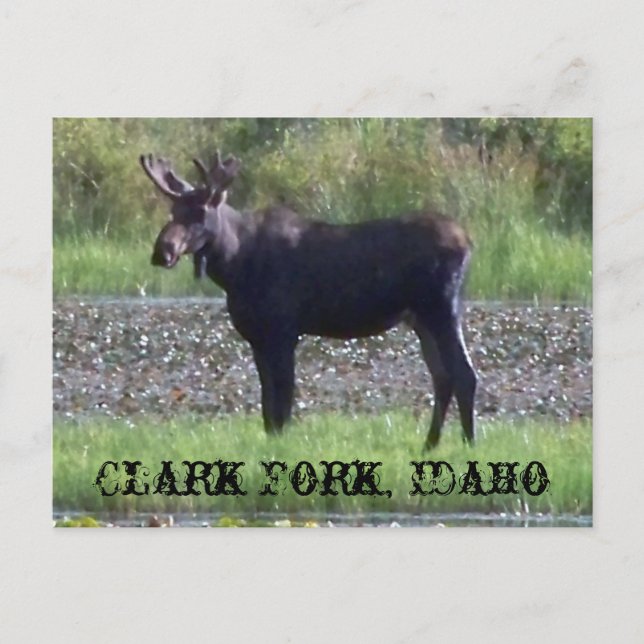 POSTCARD ~ "Elch in the Meadow" - Clark Fork, ID Postkarte (Vorderseite)
