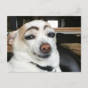 Postcard Eyebrow Dog Meme Postkarte