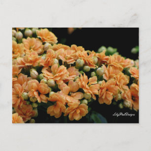 Postcard Floral Orange Begonias Postkarte