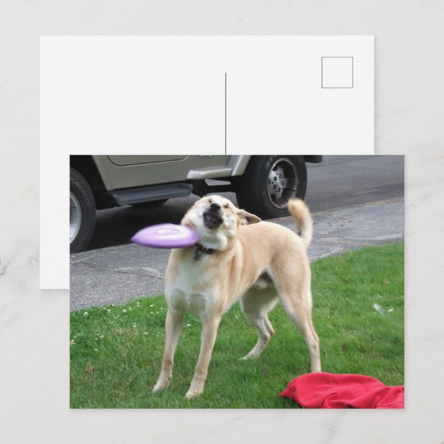 Postcard Frisbee Dog Meme Postkarte (Vorne/Hinten)