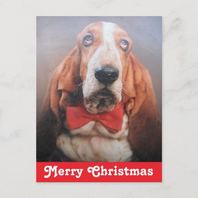 Postcard Frohe Weihnachts Basset Hound Feiertagspostkarte (Vorderseite)