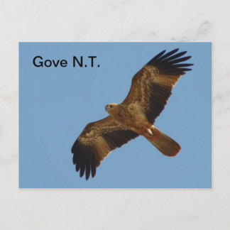 Postcard Gove Brahminy Kite 1 Jahr Postkarte