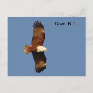 Postcard Gove Brahminy Kite Postkarte