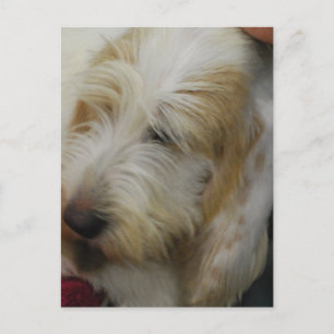 Postcard Grand Basset Dog Postkarte