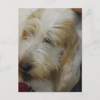Postcard Grand Basset Dog Postkarte