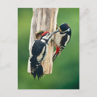Postcard Great Spotted Woodpecker feeding young Postkarte