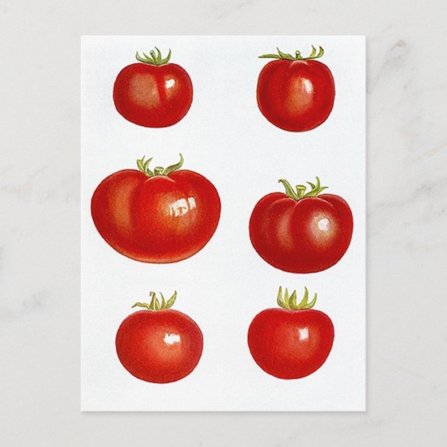 Postcard Heirloom Garden Tomaten/Paradeiser Bauer  Postkarte (Vorderseite)