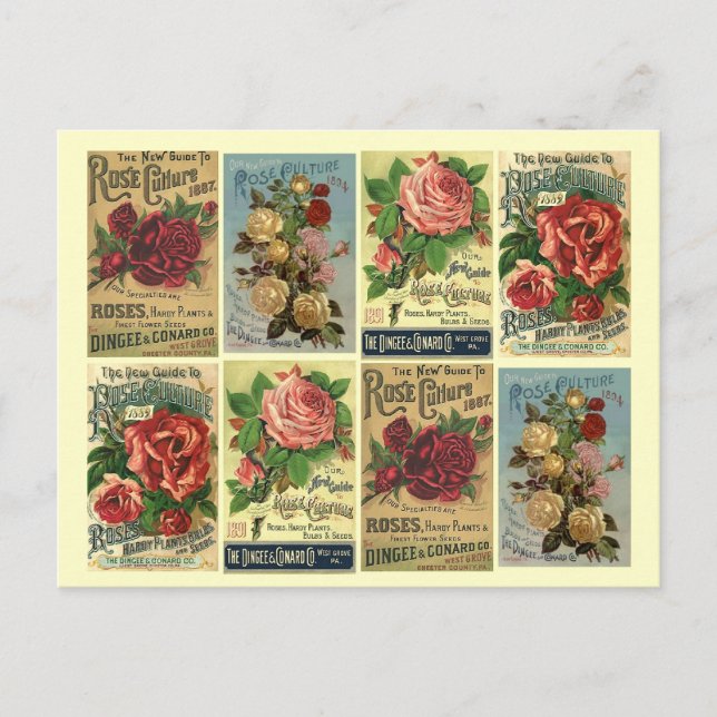 Postcard Heirloom Rose Vintag Rose Kulturanzeigen Postkarte (Vorderseite)