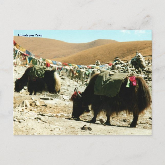 Postcard Himalayan Yaks Postkarte (Vorderseite)
