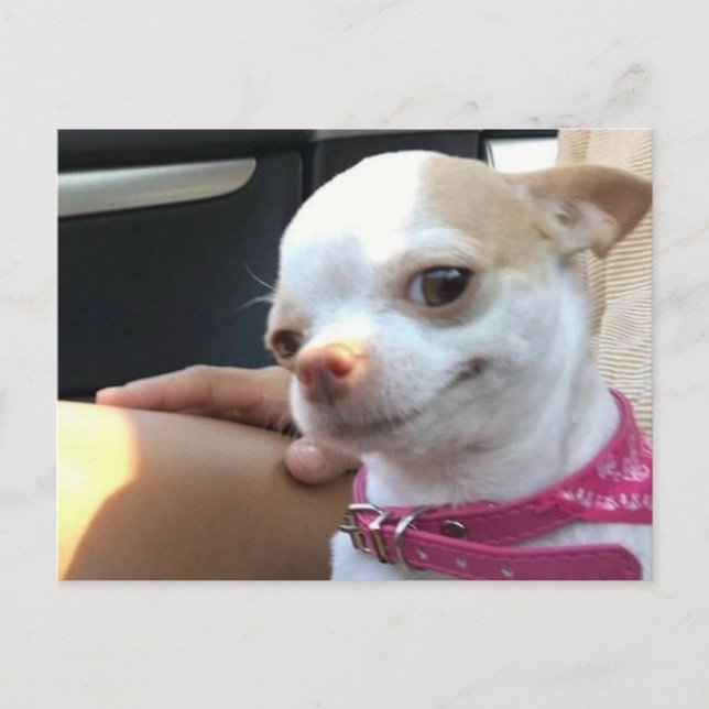 Postcard Hübsch Chihuahua Dog Meme Postkarte (Vorderseite)