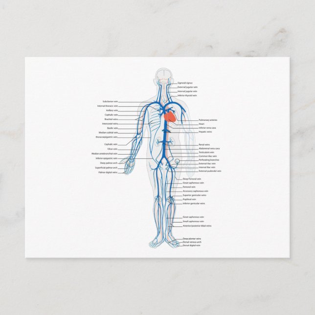 Postcard Human Circulatory System of Venen Postkarte (Vorderseite)