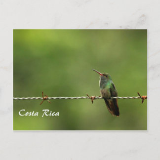 Postcard Hummingbird Costa Rica Postkarte