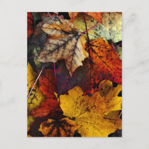 Postcard - "I Liebe Fall" von Joanne Coyle Postkarte