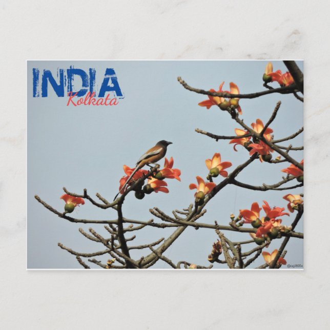 Postcard - Indien - Kalkutta - Indischer Frühling Postkarte (Vorderseite)