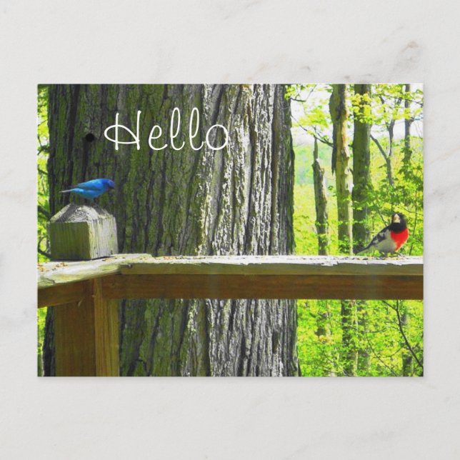 Postcard Indigo Jagd & Rose Grosbeak Postkarte (Vorderseite)