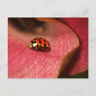 Postcard-Insekten-der Lady-Bug Postkarte