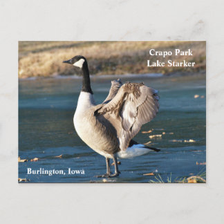 Postcard, Iowa, Burlington, Crapo Park, Gänse Postkarte