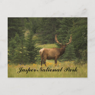 Postcard - Jasper-Nationalpark Postkarte
