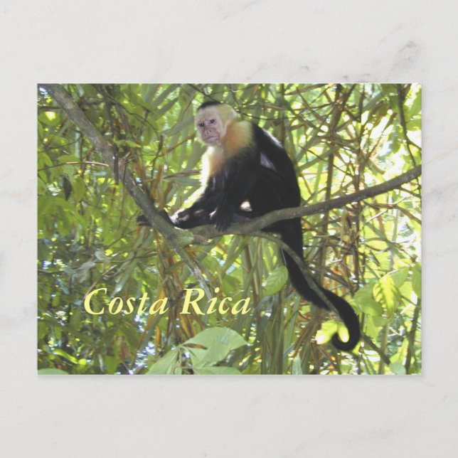 Postcard Kapuzinerkatze Monkey Costa Rica Postkarte (Vorderseite)