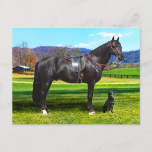 Postcard "King Richard" Postkarte