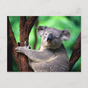 Postcard-Koala-Bär Postkarte