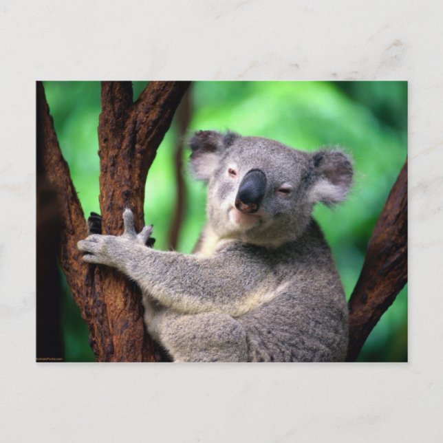 Postcard-Koala-Bär Postkarte (Vorderseite)