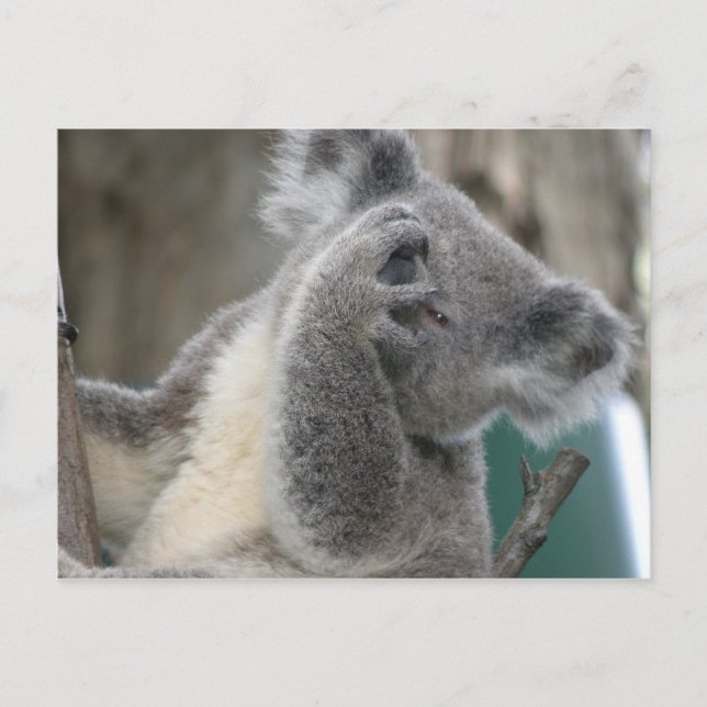 Postcard Koala QLD Australien Postkarte (Vorderseite)