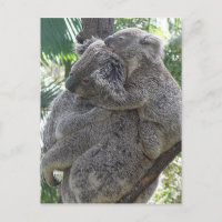 Postcard Koalas QLD Australien