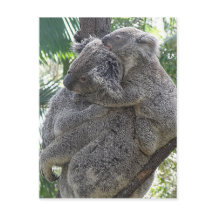 Postcard Koalas QLD Australien