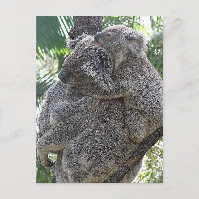 Postcard Koalas QLD Australien Postkarte (Vorderseite)