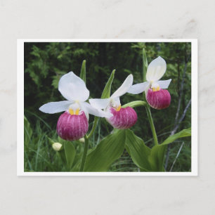 Postcard Lady Slipper Orchid Postkarte
