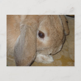 Postcard - Lop Oared Zwarf Kaninchen Postkarte