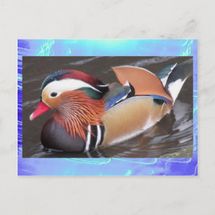 Postcard - Mandarin Duck Postkarte