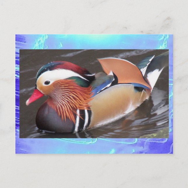 Postcard - Mandarin Duck Postkarte (Vorderseite)