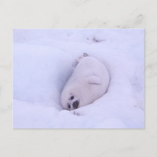 Postcard of a seal stuck in the snow postkarte