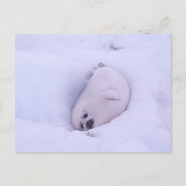 Postcard of a seal stuck in the snow postkarte (Vorderseite)