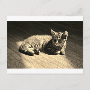 Postcard of Kitten Postkarte