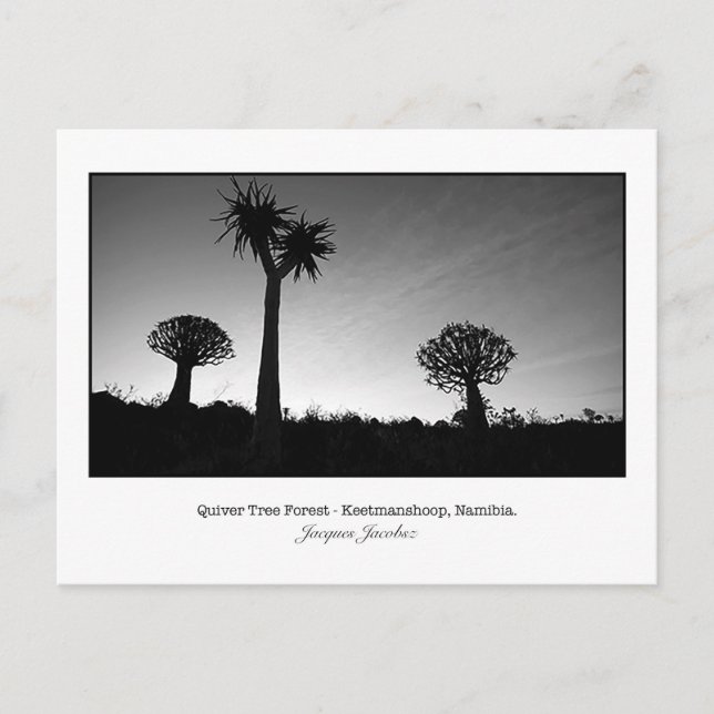 Postcard of Quiver Trees Postkarte (Vorderseite)