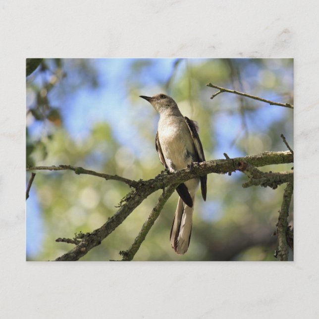 Postcard of Texas State Bird: Mockingbird Postkarte (Vorderseite)