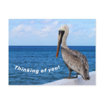 Postcard - Pelican - Denken Sie an Sie