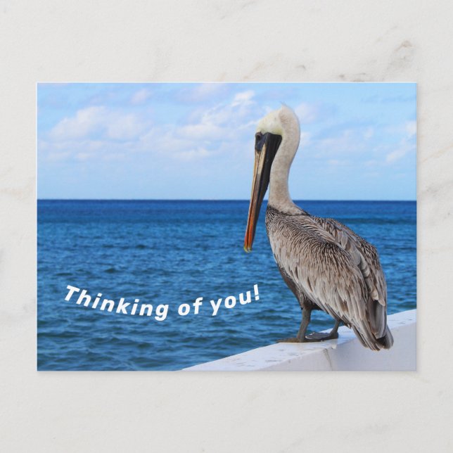 Postcard - Pelican - Denken Sie an Sie Postkarte (Vorderseite)