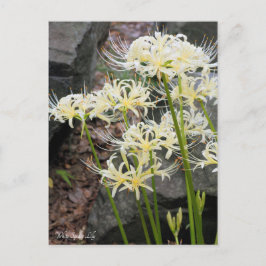 ［ Postcard ］ Postkarte