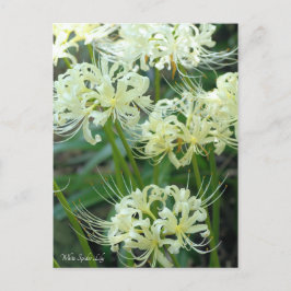［ Postcard ］ Postkarte
