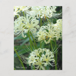 ［ Postcard ］ Postkarte