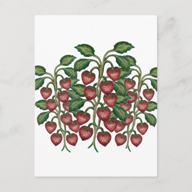 Postcard Postkarte (Vorderseite)