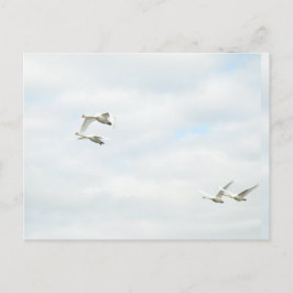 Postcard Postkarte