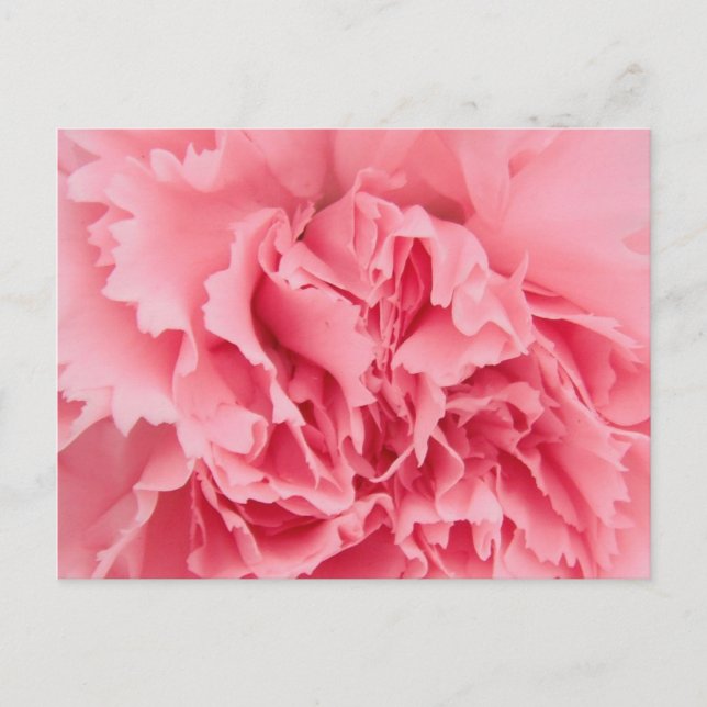 Postcard rosa Kartusche Nah Postkarte (Vorderseite)